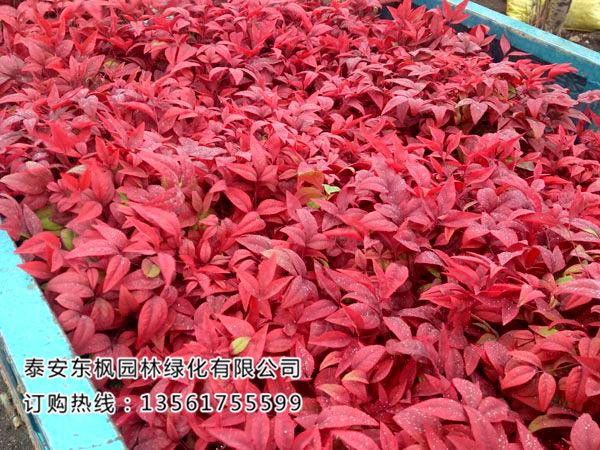 苗木種植土壤改良有哪些方法？