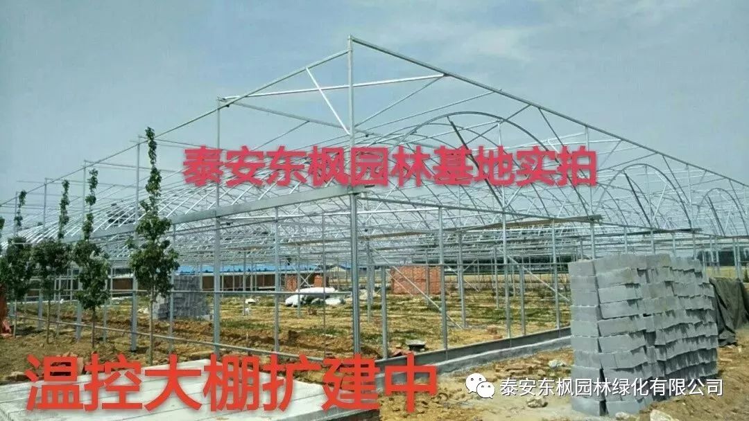 熱烈歡迎肥城市市委書(shū)記及領(lǐng)導(dǎo)一行蒞臨泰安東楓園林參觀指導(dǎo)