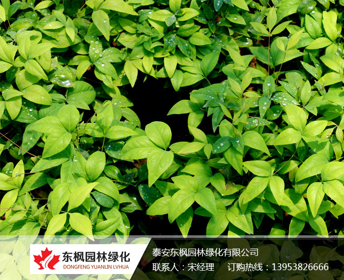 <br> 火焰南天竹的種植方法