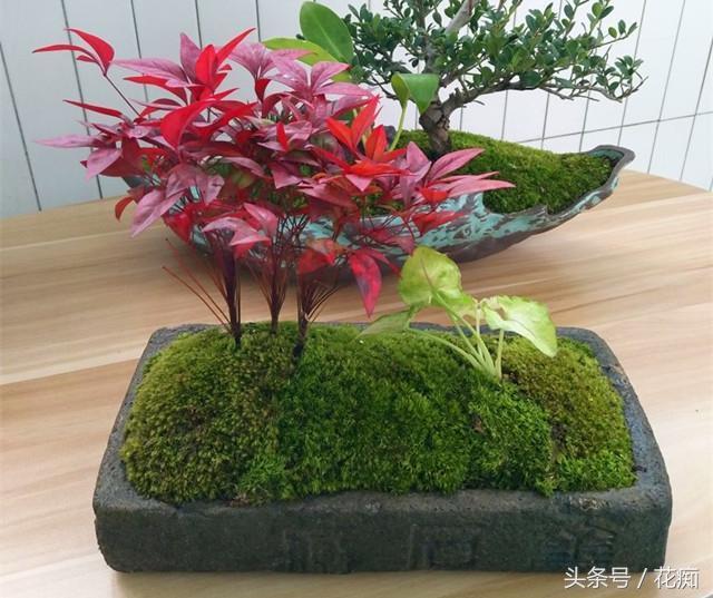 火焰南天竹入市以來熱度不減，未來幾年市場(chǎng)好！