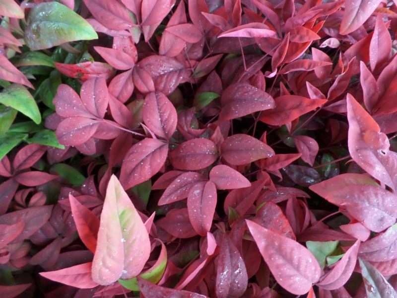 火焰南天竹入市以來熱度不減，未來幾年市場(chǎng)好！