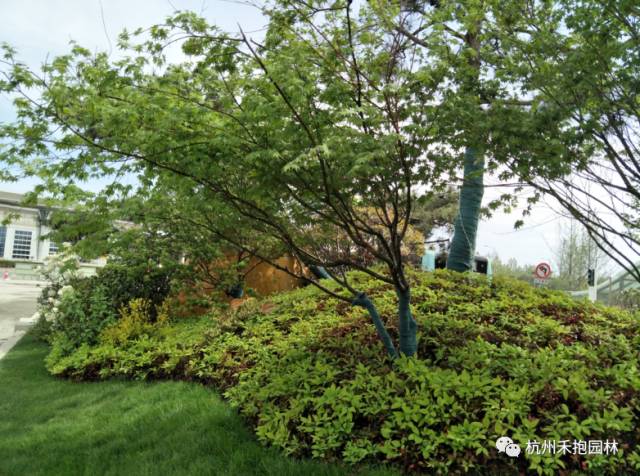 火焰南天竹入市以來熱度不減，未來幾年市場(chǎng)好！