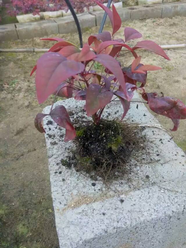 火焰南天竹入市以來熱度不減，未來幾年市場(chǎng)好！