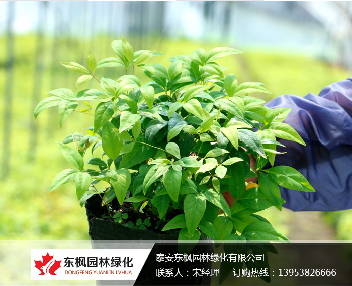 火焰南天竹栽種、澆水、施肥等及擺放環(huán)境