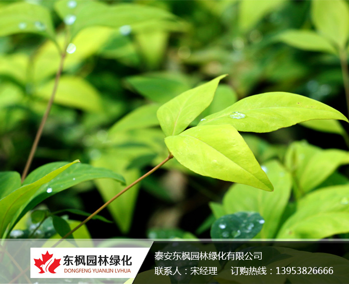 火焰南天竹栽種、澆水、施肥等及擺放環(huán)境