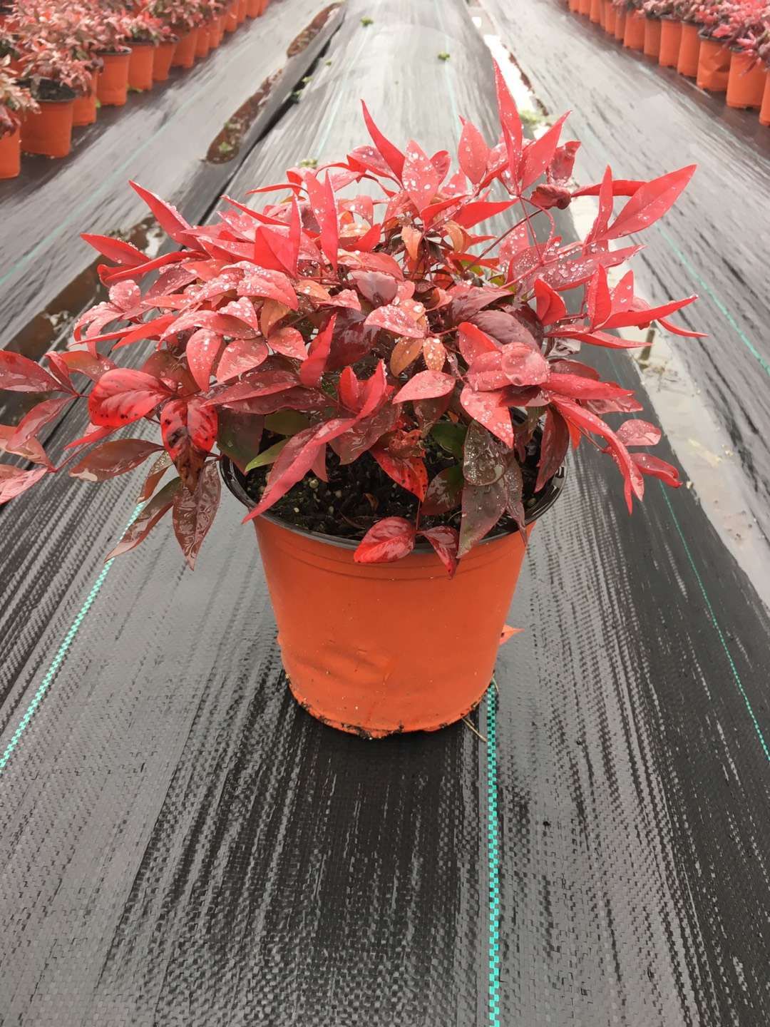 關(guān)于品質(zhì)，我們“用圖”說話