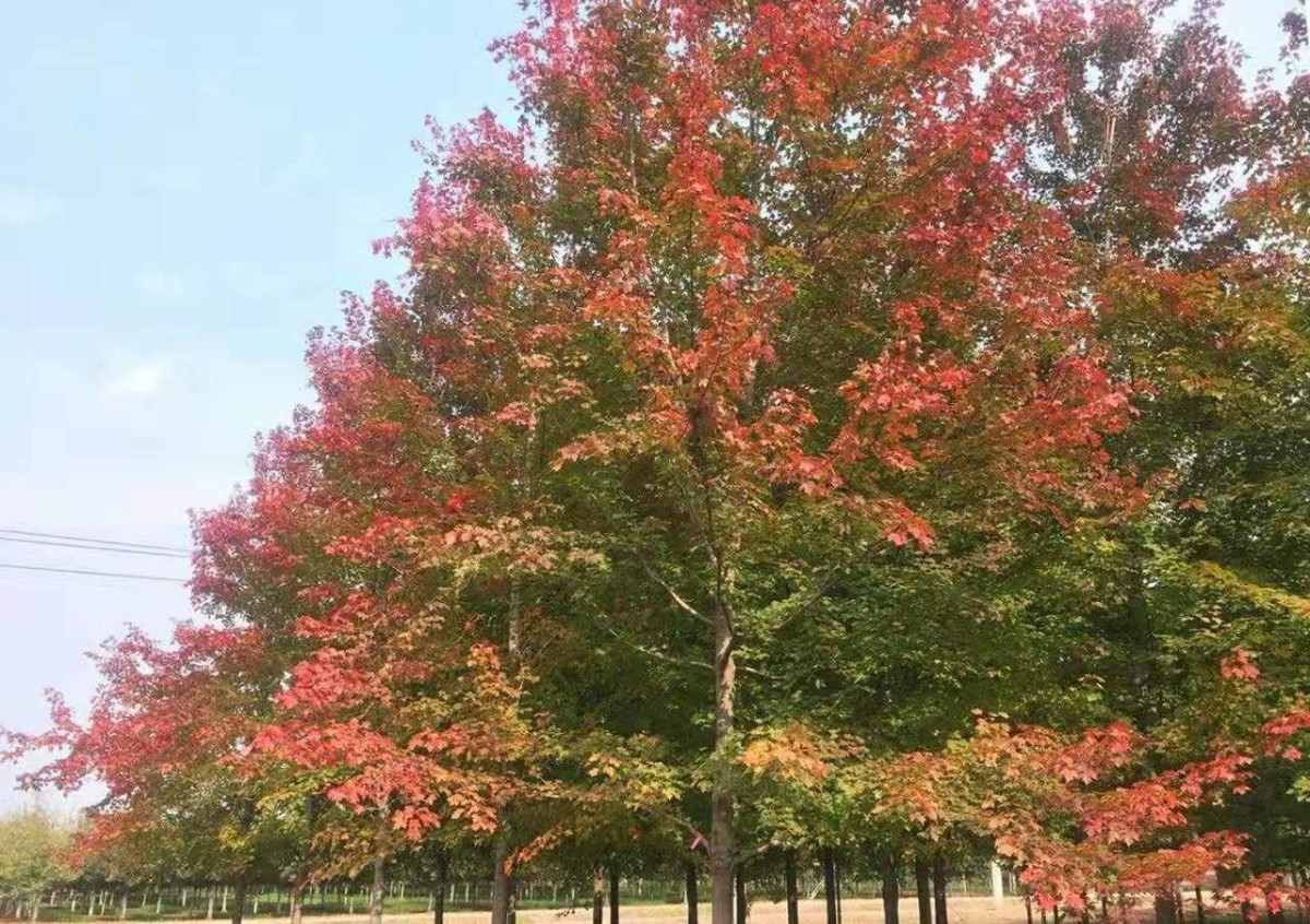 美國(guó)紅點(diǎn)紅楓再次引領(lǐng)紅葉新潮