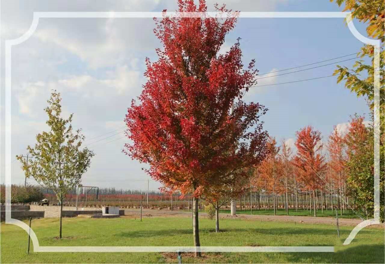 美國(guó)紅點(diǎn)紅楓再次引領(lǐng)紅葉新潮