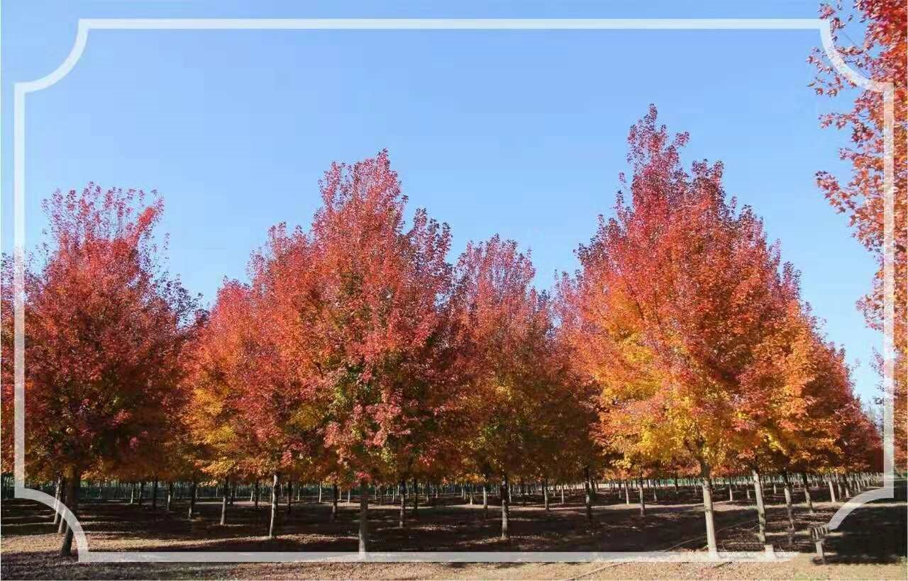 美國(guó)紅點(diǎn)紅楓再次引領(lǐng)紅葉新潮