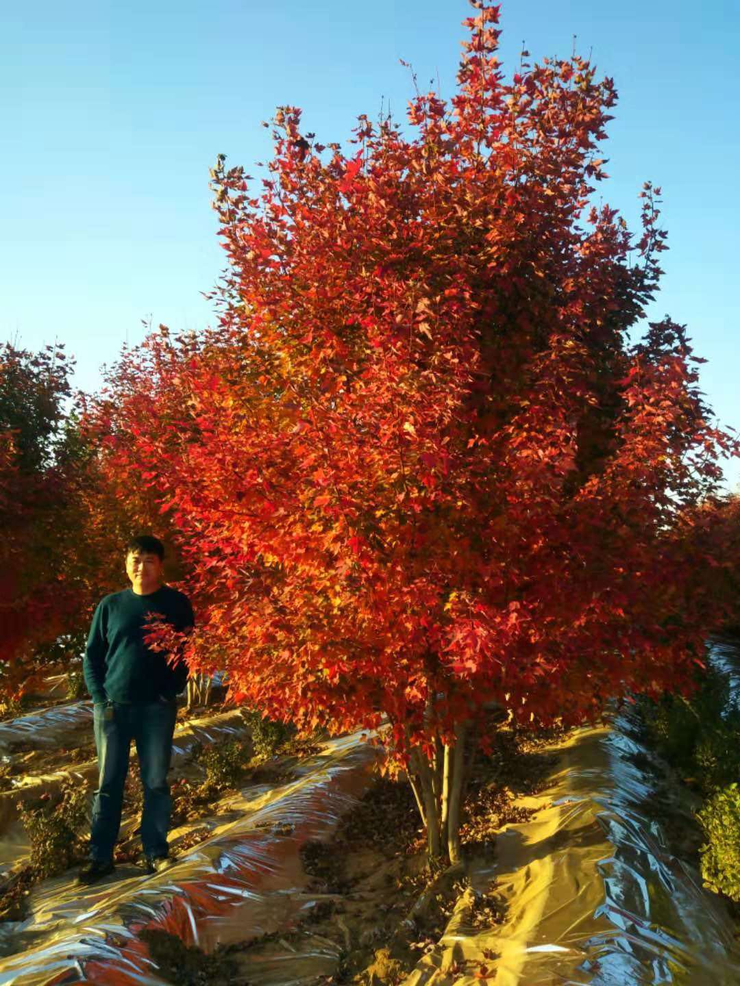 美國(guó)紅點(diǎn)紅楓再次引領(lǐng)紅葉新潮