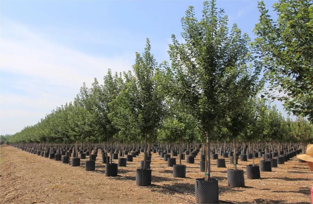 它，秋之嬌子——美國紅點(diǎn)紅楓