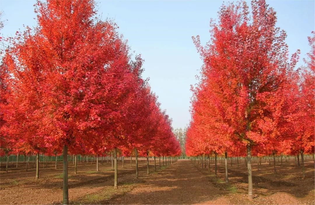 它，秋之嬌子——美國紅點(diǎn)紅楓