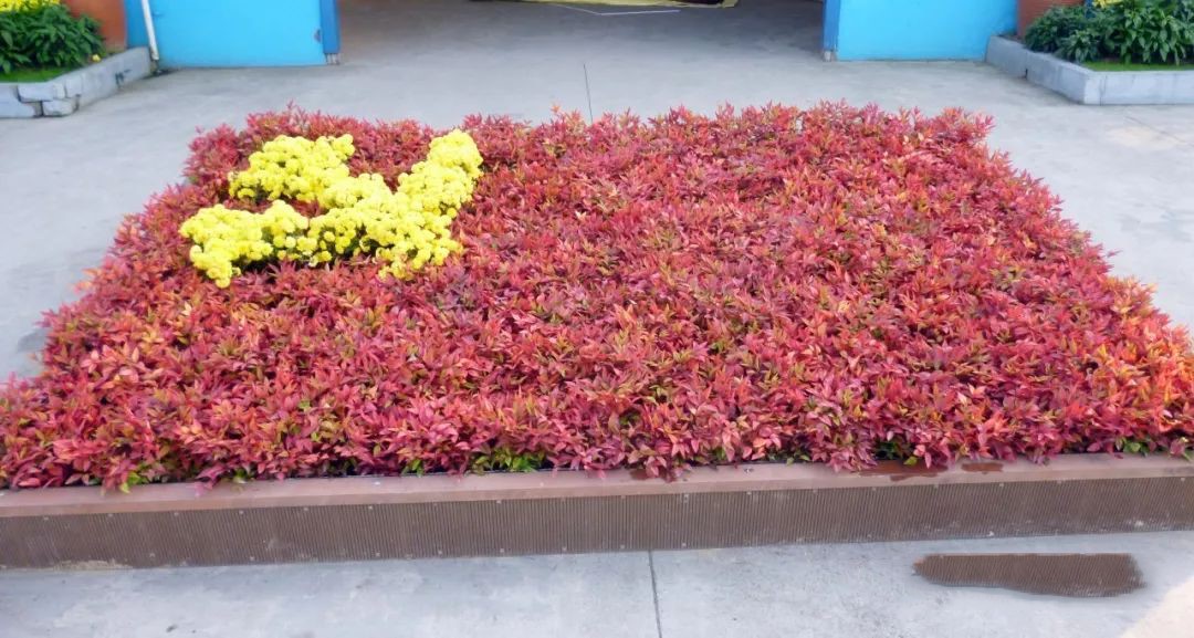 凌霜傲雪，夏透碧翠；近凝眸，紅光瀲艷，精神抖擻------火焰南天竹