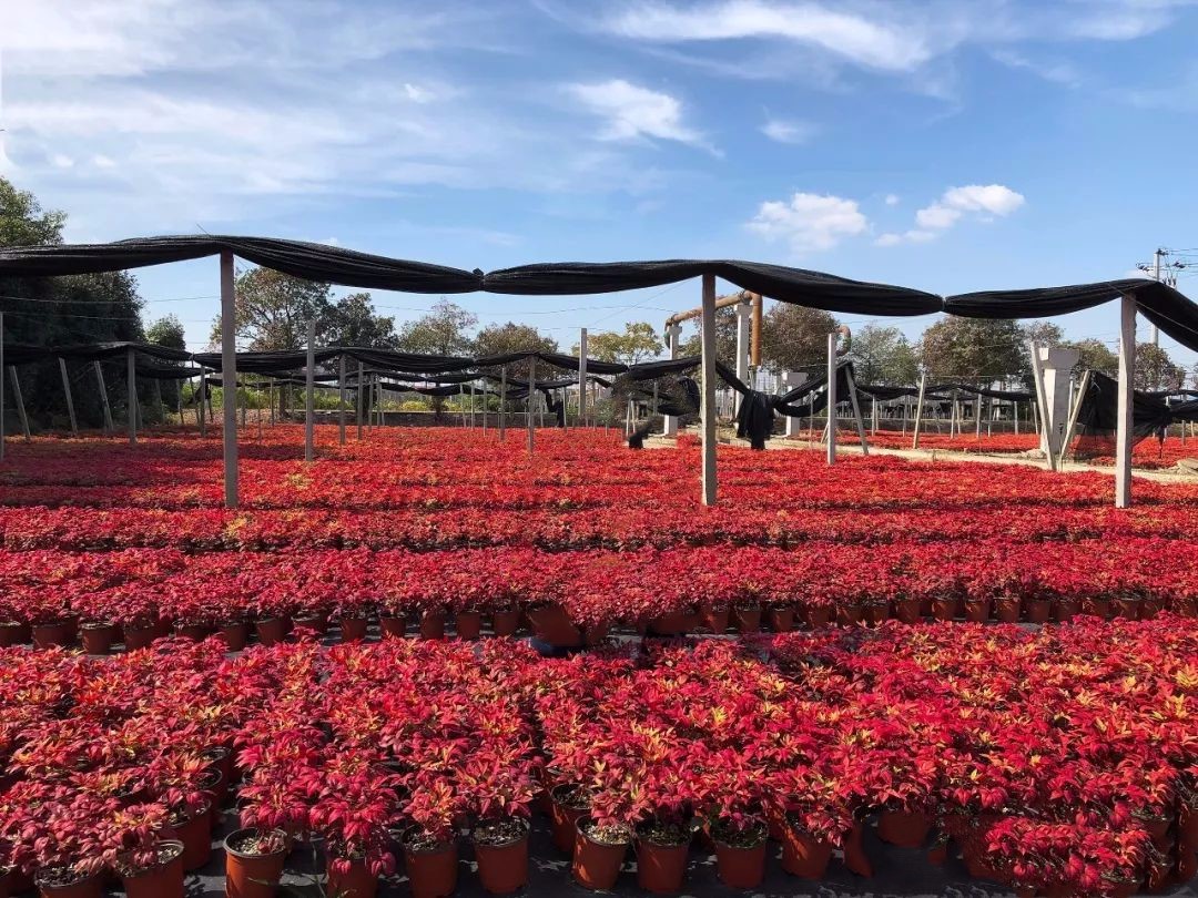 凌霜傲雪，夏透碧翠；近凝眸，紅光瀲艷，精神抖擻------火焰南天竹