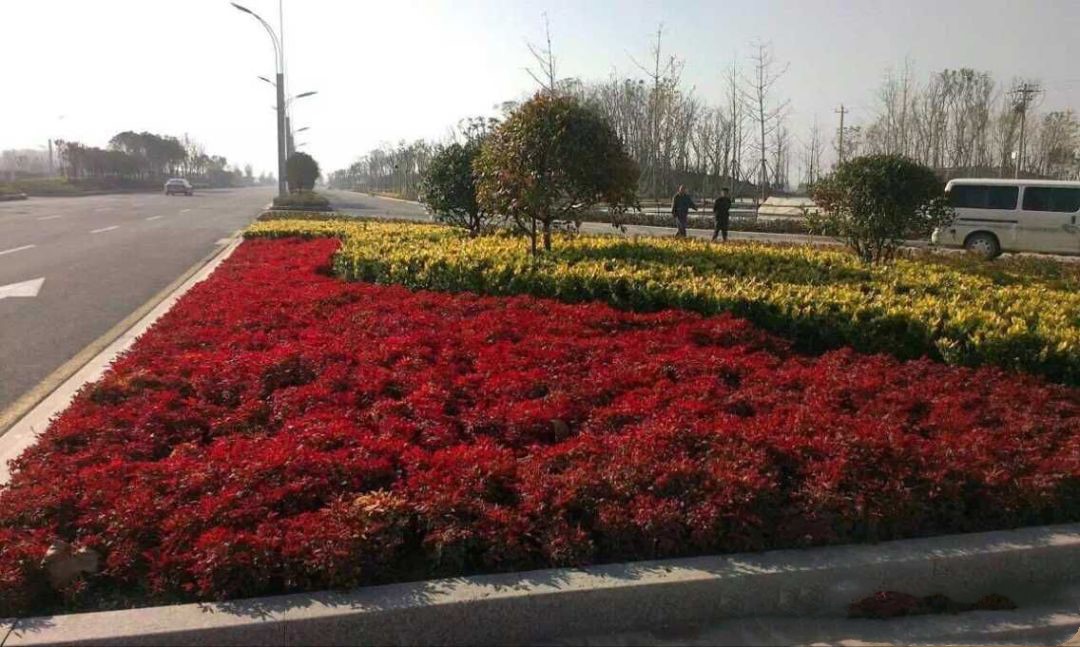 凌霜傲雪，夏透碧翠；近凝眸，紅光瀲艷，精神抖擻------火焰南天竹