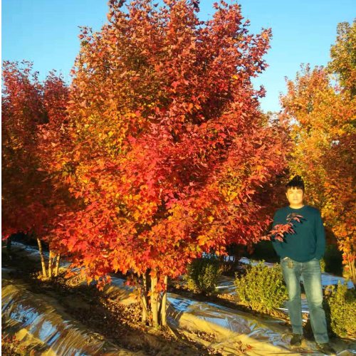 美國紅楓家族中的 “ 勞斯萊斯 ”______泰安東楓“叢生美國紅楓”