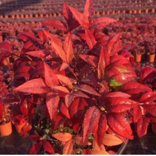 彩葉苗木已逐漸成為綠化市場中的后起之秀