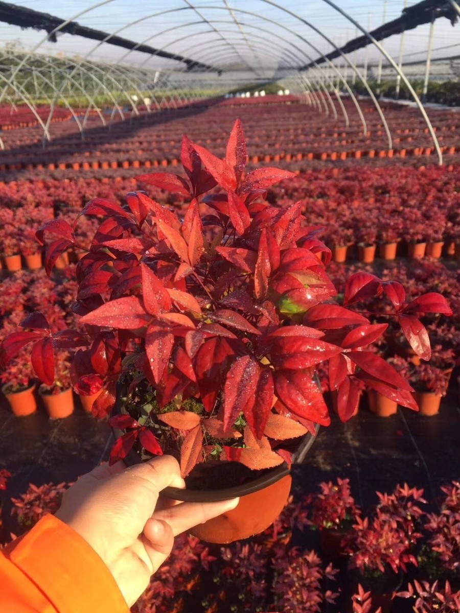 火焰南天竹日常養(yǎng)護(hù)注意事項(xiàng)