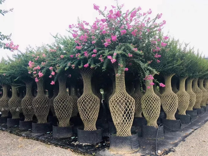 種苗兩年，投資2000萬，干出兩個“大”，這個山東兄弟有點(diǎn)“狠”