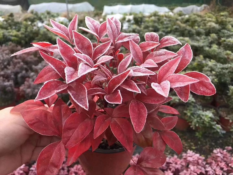 選對種苗，做好產(chǎn)品，才能未來可期！火焰南天竹、叢生紅點紅楓、紫薇花瓶