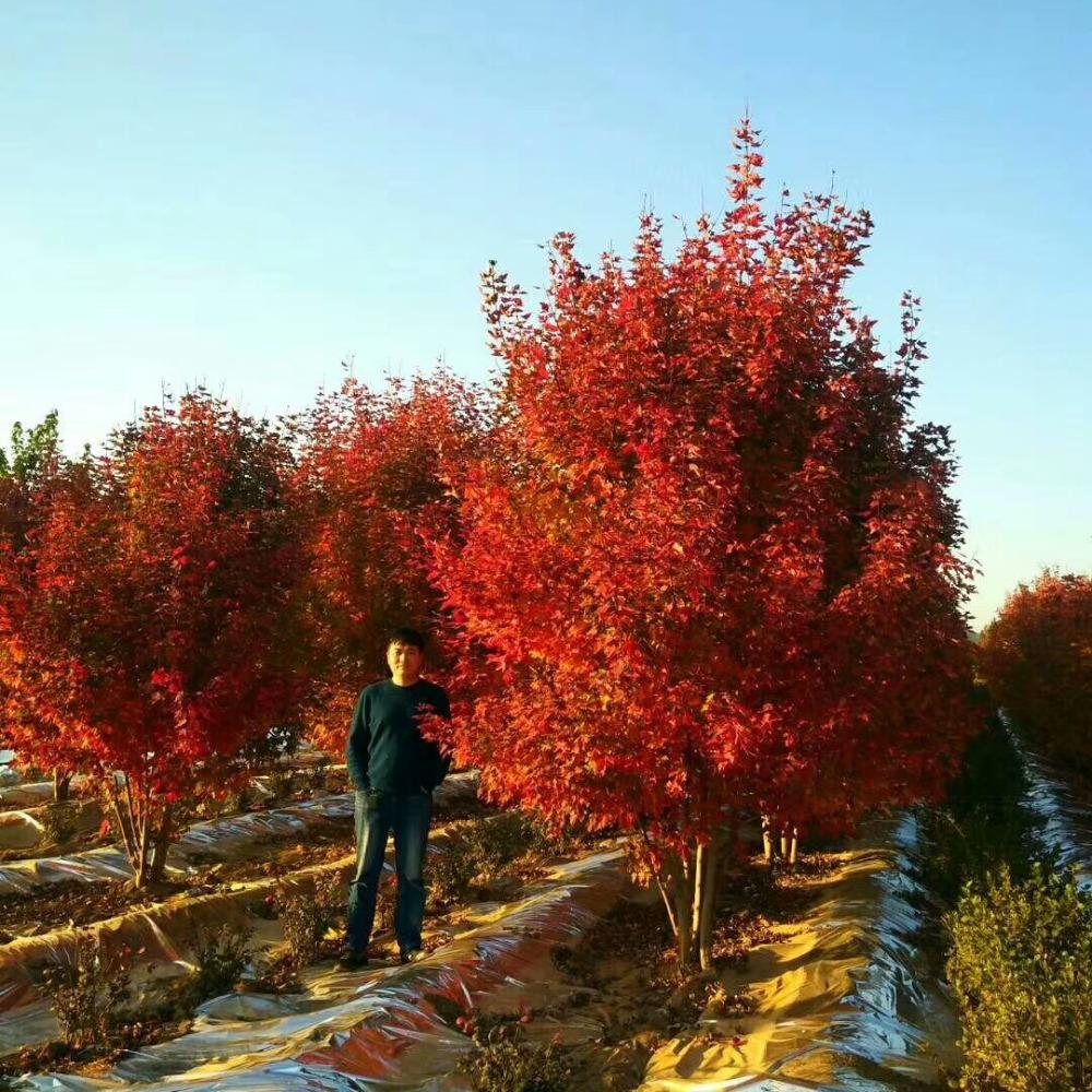 美國(guó)紅楓,在砥礪前行中預(yù)見(jiàn)未來(lái)