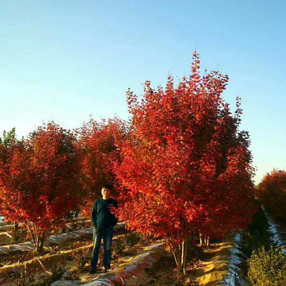 美國(guó)紅楓,在砥礪前行中預(yù)見(jiàn)未來(lái)